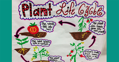 labeled diagram of plant life cycle